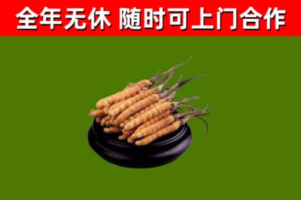 郧阳区回收冬虫夏草