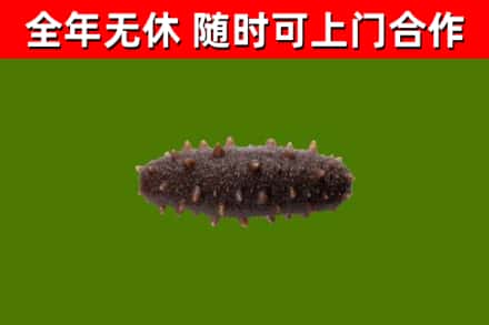 郧阳区回收海参干